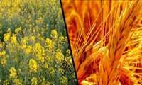 پیش‌بینی اجرای بیمه اجباری گندم و دانه‌های روغنی از پایان آذر/ برآورد 11 هزار میلیارد تومان اعتبار برای اجرا